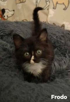 Rescue Domestic Short Hair Cats for Adoption in El Dorado, Arkansas - Frodo | PetCurious