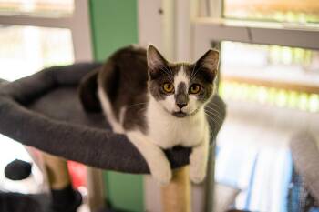 Dexter -  Domestic Short Hair Cat for Adoption in Morgantown, West Virginia - Dexter | PetCurious