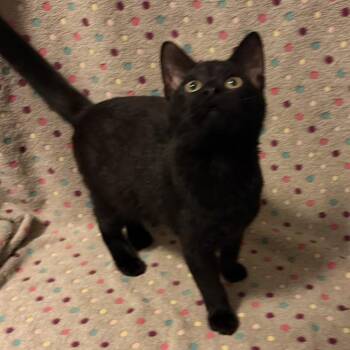 Rockstar -  Domestic Short Hair Cat for Adoption in Waterloo, Iowa - Rockstar | PetCurious