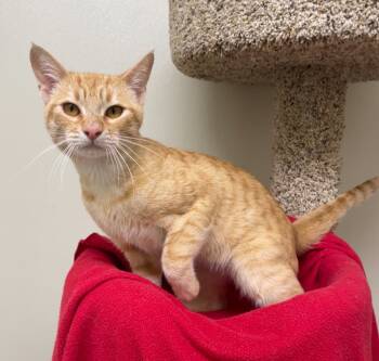 Rescue Domestic Short Hair Cats for Adoption in Cambria, California - Pierre | PetCurious