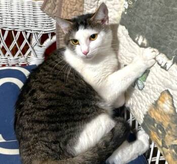 AMAZING AMY -  Bengal and Turkish Van Cat for Adoption in Oakwood, Georgia - AMAZING AMY | PetCurious