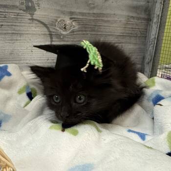 Prince Derek -  Domestic Short Hair Cat for Adoption in Lynchburg, Virginia - Prince Derek | PetCurious