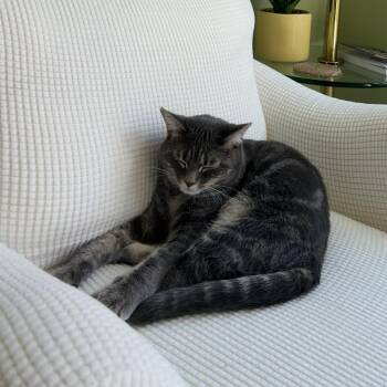 Carrot -  Domestic Short Hair Cat for Adoption in West Palm Beach, Florida - Carrot | PetCurious