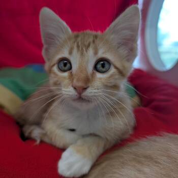 Tangerine -  Domestic Short Hair Cat for Adoption in League City, Texas - Tangerine | PetCurious