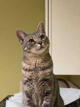 Rescue Domestic Short Hair Cats for Adoption in The Colony, Texas - Salami | PetCurious