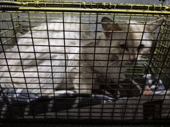 Domestic Short Hair Cats Available for Adoption in San Antonio, Texas - SHEILA | PetCurious
