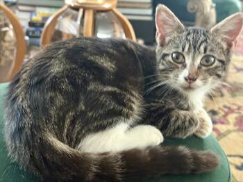 Rescue Domestic Short Hair Cats for Adoption in Pearland, Texas - Twiggy | PetCurious