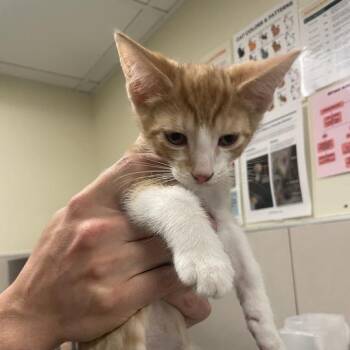 Chief Legal Officer -  Domestic Short Hair Cat for Adoption in Chicago, Illinois - Chief Legal Officer | PetCurious