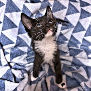 Rescue Domestic Short Hair Cats for Adoption in Rutherfordton, North Carolina - Simone | PetCurious