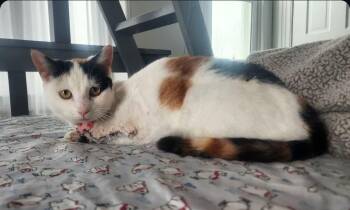 Domestic Short Hair Cats Available for Adoption - Charlotte | PetCurious