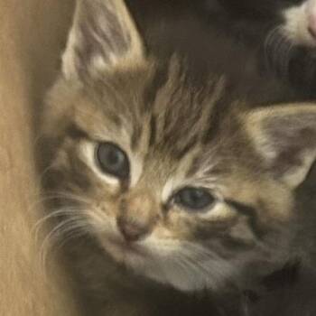 Domestic Short Hair Cats Available for Adoption in Philadelphia, Pennsylvania - Down | PetCurious