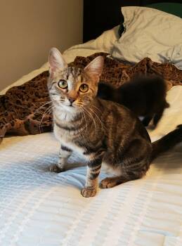 Tabby and Domestic Short Hair Cats Available for Adoption in Cincinnati, Ohio - Dutchess | PetCurious