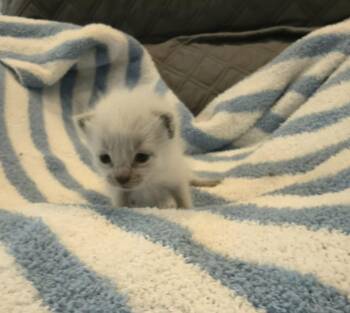 Domestic Short Hair Cats Available for Adoption in Kimberlin Heights, Tennessee - Lewis | PetCurious