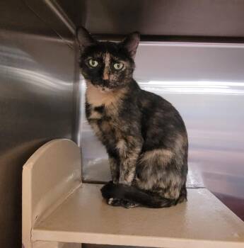 Cali -  Domestic Short Hair Cat for Adoption in Morganton, North Carolina - Cali | PetCurious