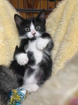 Dewey -  Domestic Short Hair Cat for Adoption in Warren, New Jersey - Dewey | PetCurious