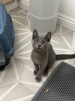 Alan Boy -  Domestic Short Hair and Russian Blue Cat for Adoption in San Jose, California - Alan Boy | PetCurious