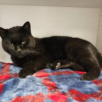 Rescue Domestic Short Hair Cats for Adoption in Duncan, Oklahoma - Luna | PetCurious