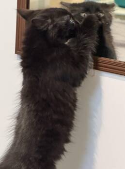 Domestic Long Hair Cats Available for Adoption in Wheaton, Illinois - Theodore | PetCurious
