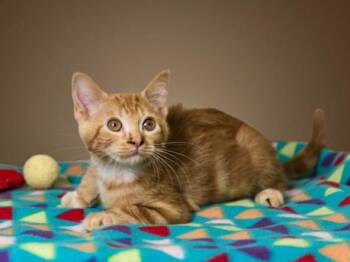 PETUNIA -  Domestic Short Hair Cat for Adoption in Santa Fe, New Mexico - PETUNIA | PetCurious
