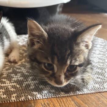 Smooch -  Domestic Short Hair Cat for Adoption in Greenville, North Carolina - Smooch | PetCurious