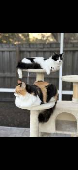 Tuxedo Cats Available for Adoption in Tampa, Florida - Otto (bonded W/ Mama) | PetCurious