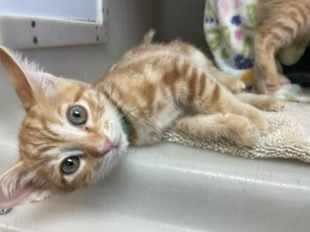 Domestic Short Hair Cats Available for Adoption in Salinas, California - SAMMY | PetCurious