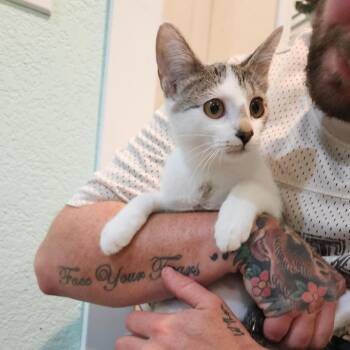 Emily -  Domestic Short Hair Cat for Adoption in Elverta, California - Emily | PetCurious