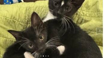 Rescue Domestic Short Hair Cats for Adoption in Houston, Texas - Denali | PetCurious