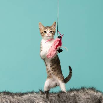 Rescue Domestic Short Hair Cats for Adoption in South Riding, Virginia - Salem | PetCurious