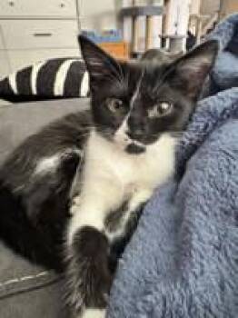 Myrtle -  Domestic Short Hair Cat for Adoption in Newport, Kentucky - Myrtle | PetCurious