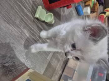 Siamese Cats Available for Adoption in Fruit Heights, Utah - Huckleberry Pie | PetCurious