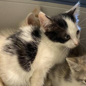 Bjorn -  Domestic Short Hair Cat for Adoption in Lynchburg, Virginia - Bjorn | PetCurious
