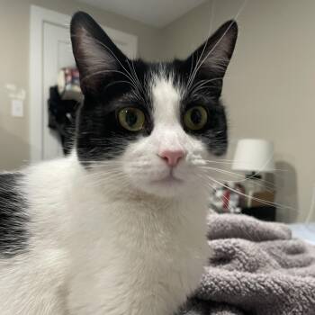 Domestic Short Hair Cats Available for Adoption - Maggie | PetCurious