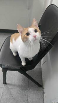 Rescue Domestic Short Hair Cats for Adoption in Martinsville, Indiana - October | PetCurious