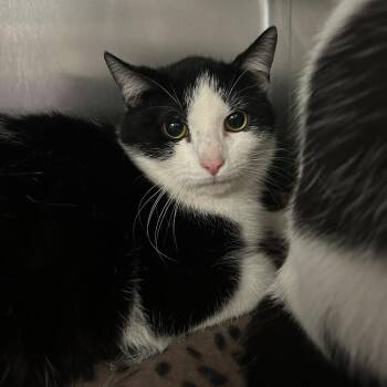 Domestic Short Hair Cats Available for Adoption in Charleston, West Virginia - Timmy | PetCurious