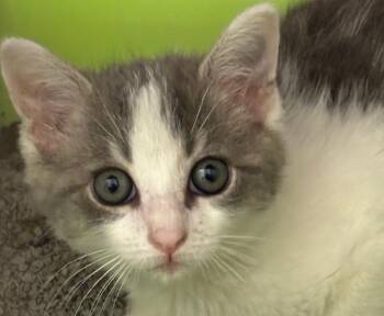 KELLI -  Domestic Short Hair Cat for Adoption in Elizabethton, Tennessee - KELLI | PetCurious