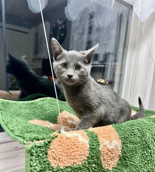 Rescue Domestic Short Hair Cats for Adoption in Bethel, Connecticut - Dork | PetCurious