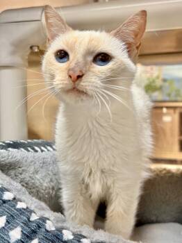 Rosie -  Siamese Cat for Adoption in Herndon, Virginia - Rosie | PetCurious
