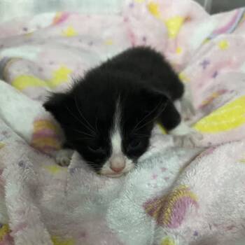 Domestic Short Hair Cats Available for Adoption in St. Louis, Missouri - Fresier | PetCurious