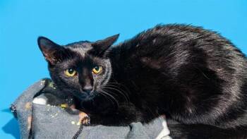 BAST -  Domestic Medium Hair Cat for Adoption in Jacksonville, Florida - BAST | PetCurious