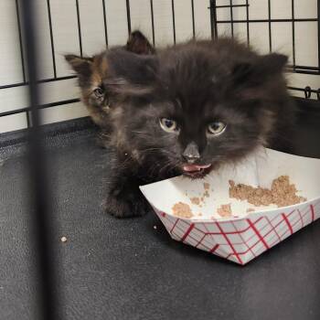 Tajin -  Domestic Short Hair Cat for Adoption - Tajin | PetCurious