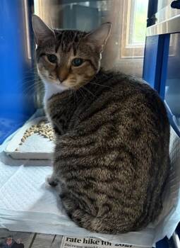 BUDDY -  Domestic Short Hair Cat for Adoption in Westminster, Maryland - BUDDY | PetCurious