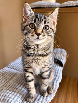 Monty -  Domestic Short Hair Cat for Adoption in Victor, New York - Monty | PetCurious