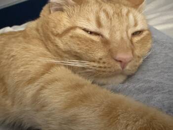 Rescue Domestic Short Hair Cats for Adoption in Lemont, Illinois - Victor | PetCurious