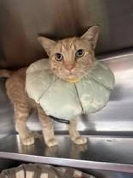 Emmett -  Domestic Short Hair Cat for Adoption in Manitowoc, Wisconsin - Emmett | PetCurious