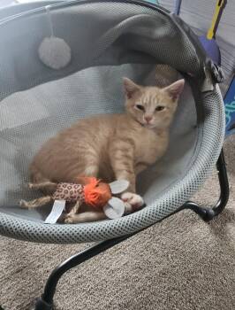 Sandy -  Domestic Short Hair Cat for Adoption in Clayton, New Jersey - Sandy | PetCurious