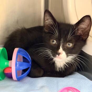 Denny -  Domestic Short Hair Cat for Adoption in West Palm Beach, Florida - Denny | PetCurious