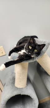 Chloe -  Domestic Short Hair Cat for Adoption in Chambersburg, Pennsylvania - Chloe | PetCurious