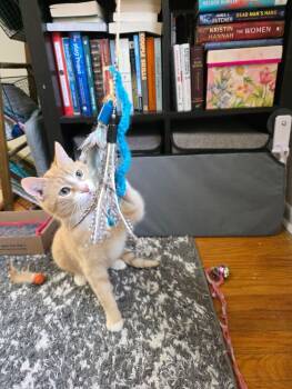 Mack -  Tabby Cat for Adoption - Mack | PetCurious