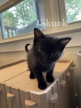 Skunk & Possum -  Domestic Short Hair Cat for Adoption in Worcester, Massachusetts - Skunk & Possum | PetCurious